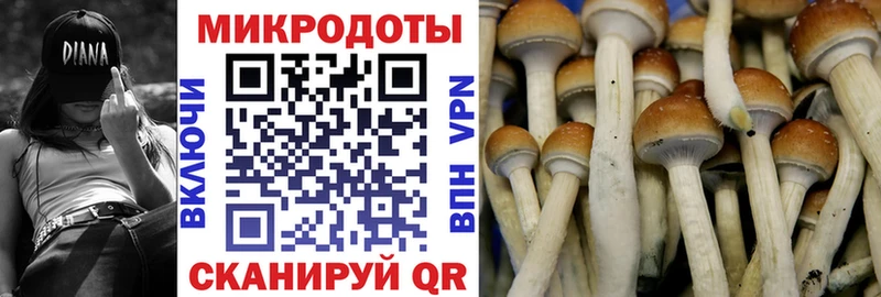 Псилоцибиновые грибы Psilocybine cubensis Абакан